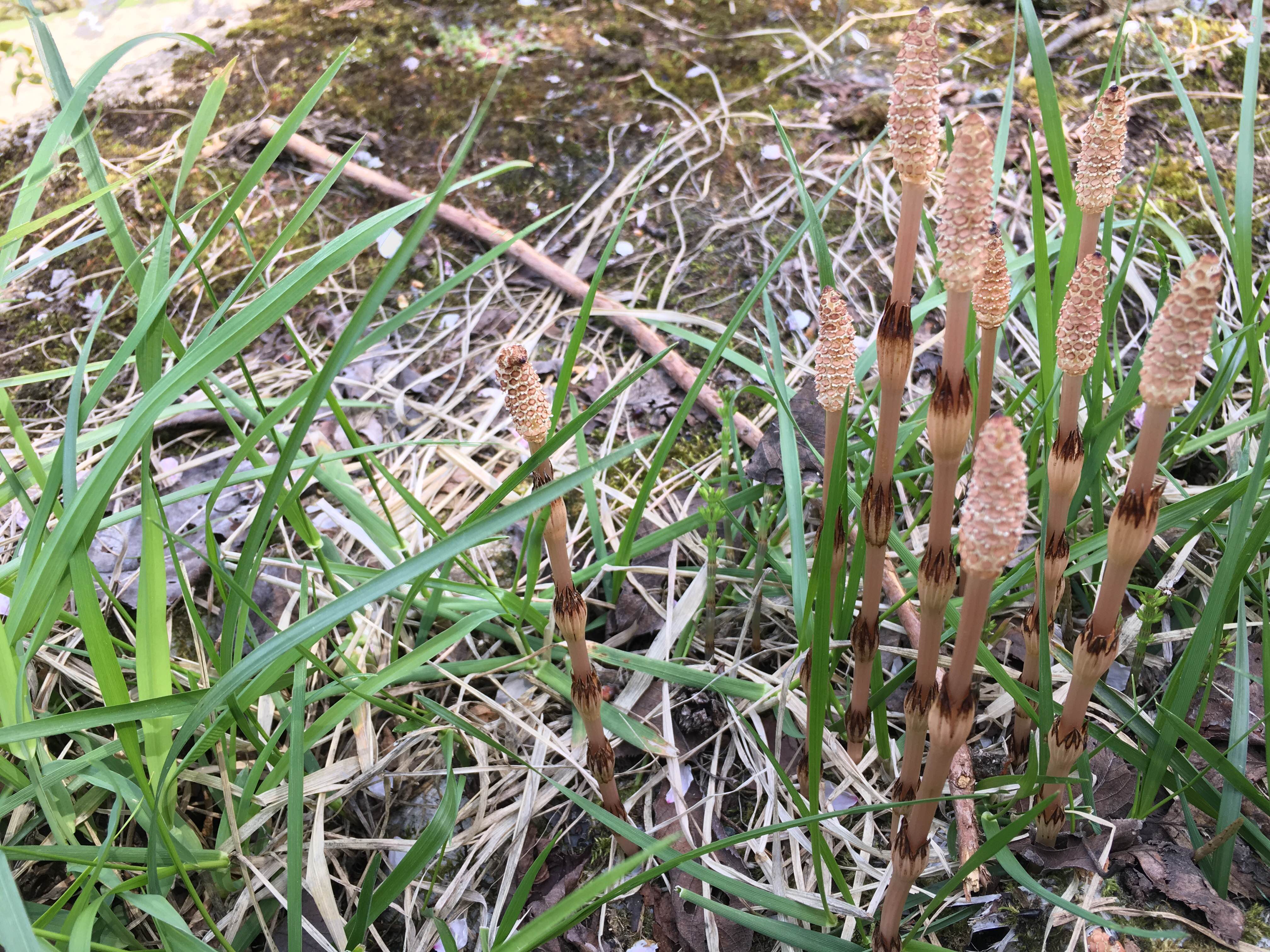 ハチ高原　ゴールデンウイーク前の様子